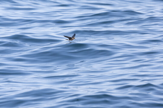 Wilson's storm petrel (Oceanites oceanicus) in flight at sea.