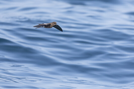 Wilson's storm petrel (Oceanites oceanicus) in flight at sea.