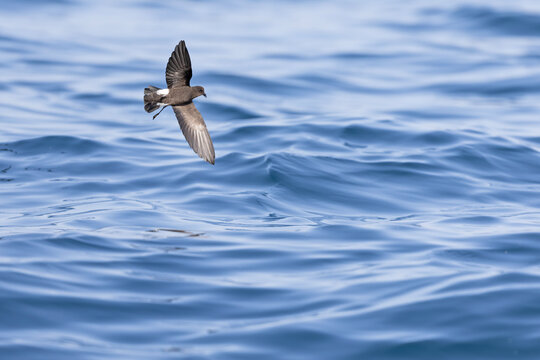 Wilson's storm petrel (Oceanites oceanicus) in flight at sea.