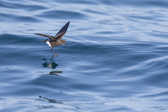 Wilson's storm petrel (Oceanites oceanicus) in flight at sea.