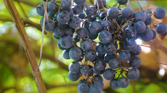Close-up footage of a dense cluster of ripe dark blue grapes growing on a grapevine in natural sunlight. Detailed view of fresh grape berries, woody vine stems, and green foliage with a soft, warm bac