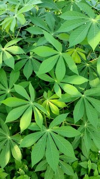 Fresh green cassava leaves blowing in the wind outdoor close up organic cassava plantation background. Organic farming, botany, background concept for agriculture and environment.