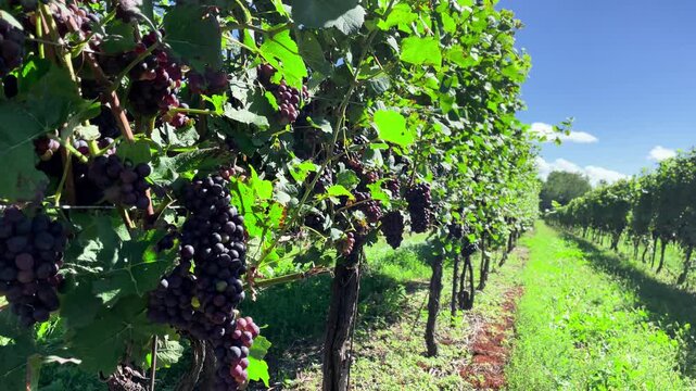 Grape vines and vineyard rows in Niagara Ontario