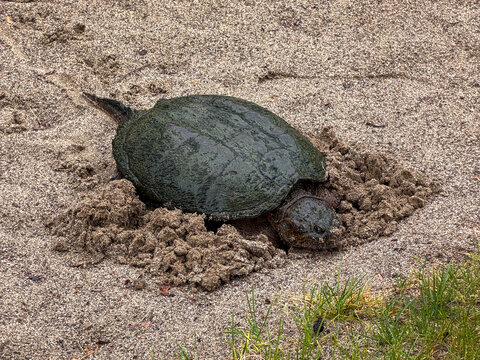Common snapping turtle finding a spot to lay eggs on sandy ground, side view showing the shell, head and tail.