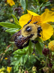 Two-spotted bumble bee sleeping while clinging to a yellow flower, holding onto the flower with its legs. © Spencer Pavia