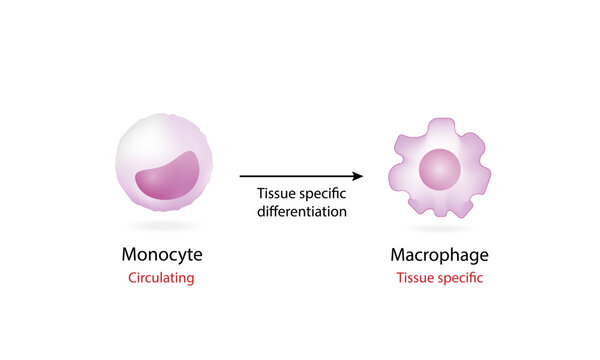 Differentiation of monocyte to macrophage, a phagocytic and antigen presenting cell, innate immune system. Vector illustration diagram.