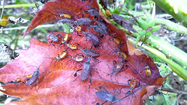 Destructive Squash Bugs congregating on a dead leaf in autumn