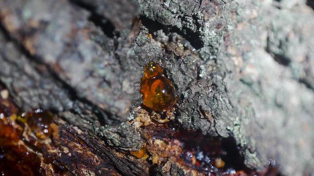 Macro footage of amber-colored tree resin oozing from cracks in rough tree bark. The close-up reveals glossy resin droplets, textured wood, and natural details of the tree surface in bright sunlight. 