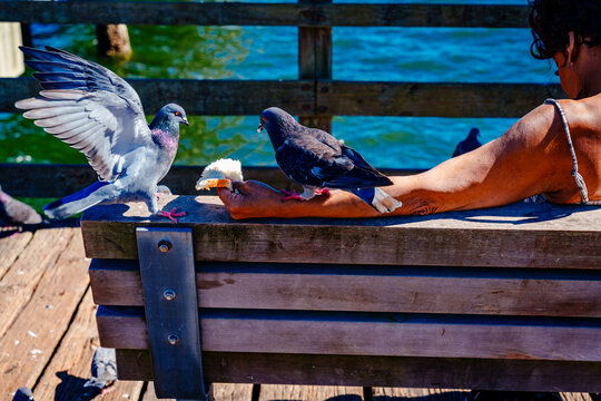 Pigeons Feeding Time 2