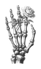 Obraz premium PNG Vintage skeletal hand holding a rose botanical engraving