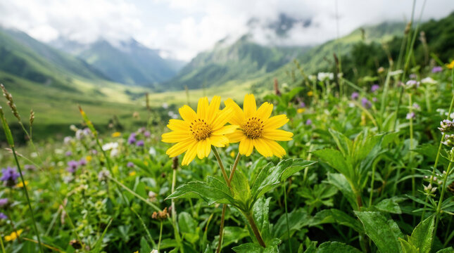 Vibrant Yellow Flowers Bloom Against Majestic Mountain Valley Landscape