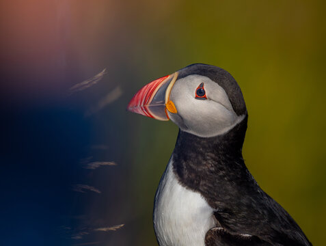 View of an Atlantic puffin with its distinctive colorful beak and black and white plumage, captured in a close-up profile shot in Runde, More og Romsdal, Norway.