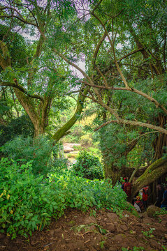 View of lush green trees and dense foliage in a wooded area with people gathered near a rocky path in Mangu, Kerang, Plateau, Nigeria.