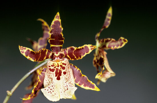 an orchid flower that resembles an Odontoglossum hybrid or an Oncidium type orchid, featuring striking deep burgundy-brown petals and sepals edged in yellow, alongside a lighter, speckled cream-colore