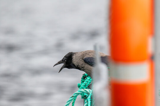 View of a hooded crow perched on green ropes near a blurred orange lifebuoy with water in the background, Fjord, More og Romsdal, Norway.