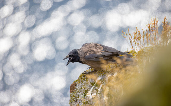 View of a hooded crow perched on a mossy rock with its beak open calling, set against a background of shimmering water in Runde, More og Romsdal, Norway.