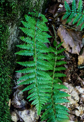 Close up of vibrant green fern leaves growing in dark wild forest © Anna