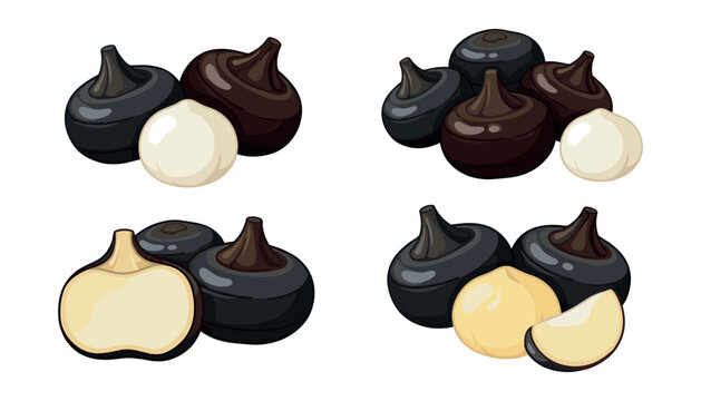Fresh water chestnut set vector illustration featuring whole black corms peeled white kernels and sliced pieces isolated on background