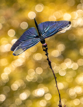 View of a dragonfly with iridescent blue wings perched on a thin twig at Ohori Park in Fukuoka, Fukuoka, Japan.