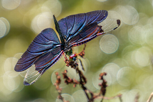 View of a dragonfly with iridescent dark wings perched on a twig in Ohori Park, Fukuoka, Fukuoka, Japan.