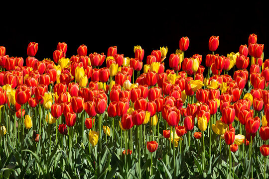 View of vibrant red and yellow tulips blooming in Araluen Botanic Park with lush green stems and foliage against a dark background in Roleystone, Western Australia, Australia.