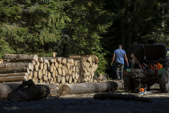View of a worker walking past a large stack of freshly cut logs in a forest during timber harvesting operations in Poland.