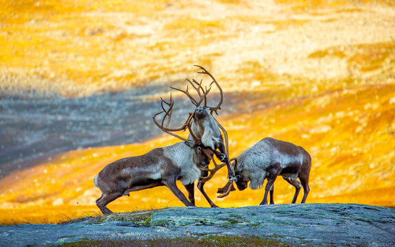 View of three reindeer sparring with large antlers on a rocky outcrop in the autumn landscape of Fjord, More og Romsdal, Norway.