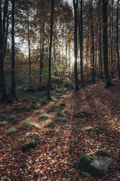 View of a forest floor covered in fallen autumn leaves with mossy rocks and sunlight filtering through the tall trees in Poland.