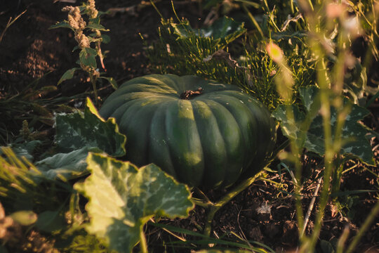 Ripe orange pumpkin growing in a garden with warm golden sunlight