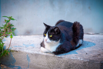 Black and white cat resting on pavement in Arles © maxime