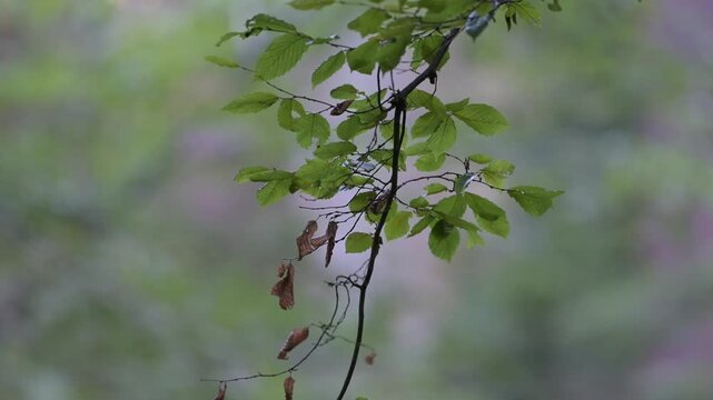Green beech leaves hanging on a branch