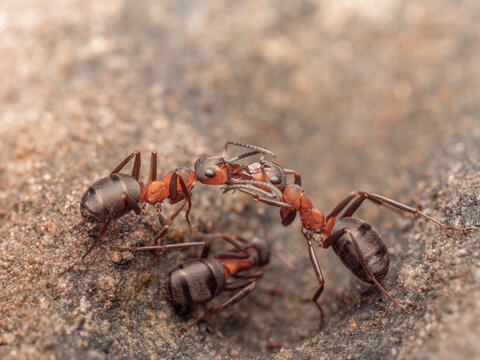 Zu sehen ist eine seitliche Nahaufnahme von zwei roten Waldameisen (Formica polyctena), die in aufrechter Haltung Nahrung austauschen.