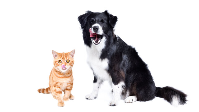 Cute Border Collie and kitten Scottish Straight licking itself sitting together isolated on white background