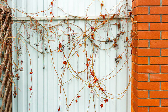 Autumn vines of Virginia creeper with withered leaves and berries against a light-colored fence