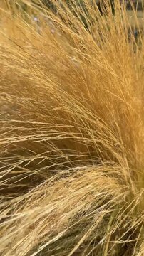 Golden dry grass swaying in the wind