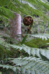 Unfurling koru fern frond spiral against lush green tree fern foliage in native New Zealand rainforest, symbolic natural growth pattern and botanical detail in temperate woodland ecosystem © CoreVisual