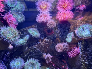 Beautiful sea anemone and fishes © Miss