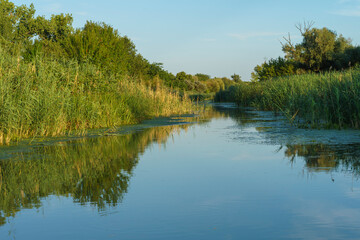 Fototapeta premium Scenic clear water canal winding through dense green reeds and lush trees under bright blue sky in sunny summer natural landscape