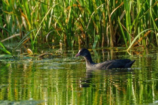 Black Eurasian coot swimming in shallow lake water near green reeds and water plants while foraging in natural wetland habita