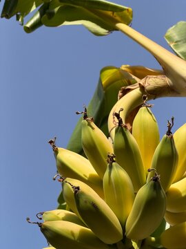 Bunch of unripe green bananas growing on banana tree in tropical garden