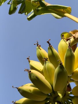 Fresh green banana bunch hanging on tree branch, close-up tropical fruit plantation