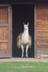 Lama (Lama glama) © Krzysztof