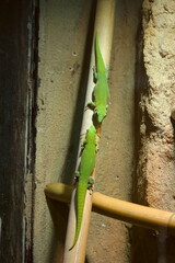 Felsuma madagaskarska (Phelsuma madagascariensis) © Krzysztof
