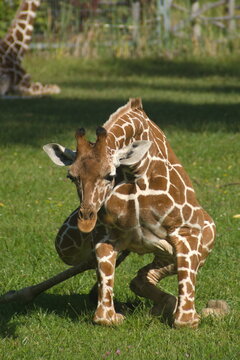 Żyrafa siatkowana (Giraffa camelopardalis reticulata)