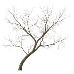Fototapeta premium Leafless tree branches