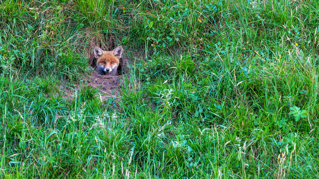 Fuchs schaut aus dem Fuchsbau auf einem Wiesenhang