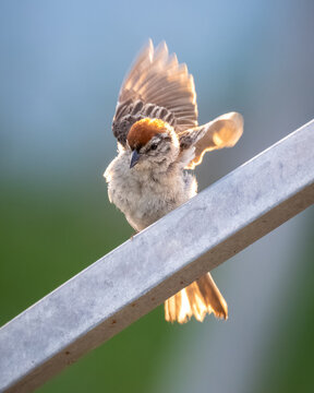 A Chipping Sparrow (Spizella passerina) ajusting its balance.