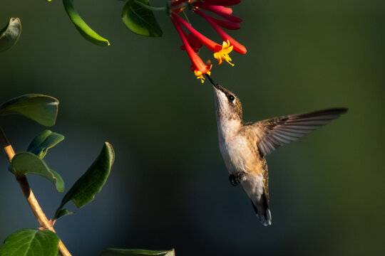 A female Ruby-throated hummingbird (Archilochus colubris) visiting coral honeysuckle in the morning sunshine.