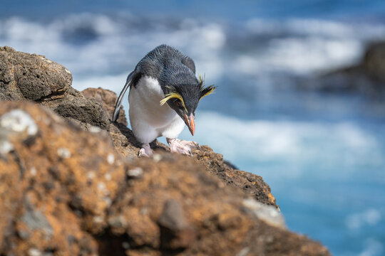 Northern rockhopper penguin (Eudyptes moseleyi) on Nightingale Island in the South Atlantic Ocean
