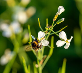 bee on a flower © Plesca